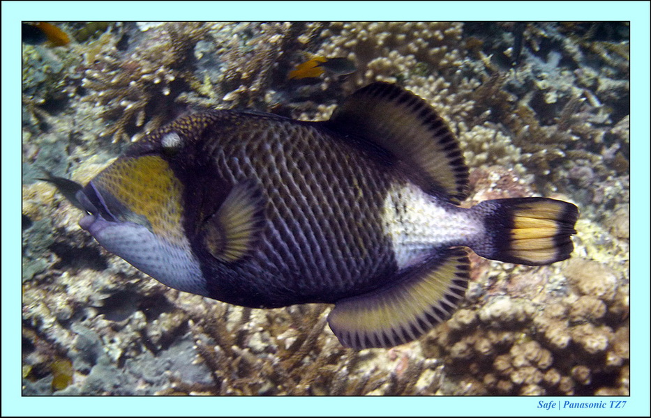 2011 - 08 - Borneo - Sipadan 053